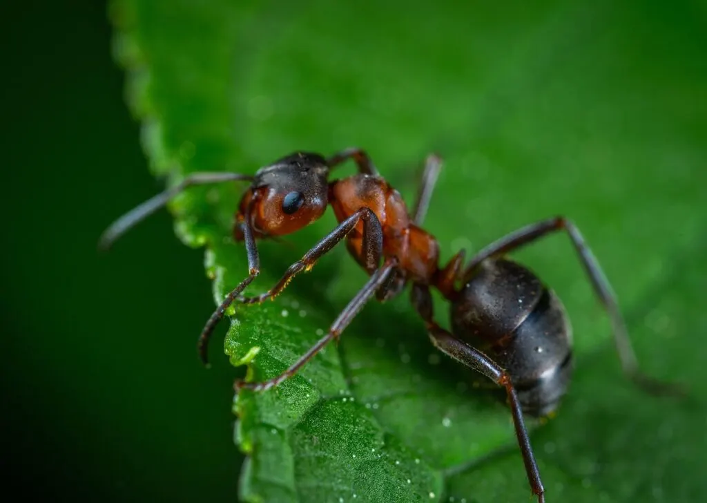 découvrez comment prévenir et éliminer une invasion de fourmis dans votre maison grâce à des astuces efficaces et des conseils pratiques.
