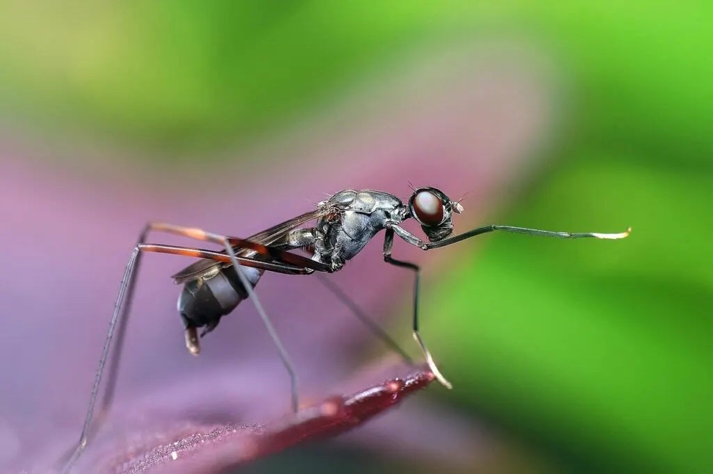 découvrez comment prévenir et éliminer une invasion de fourmis dans votre maison grâce à nos conseils pratiques et solutions efficaces.