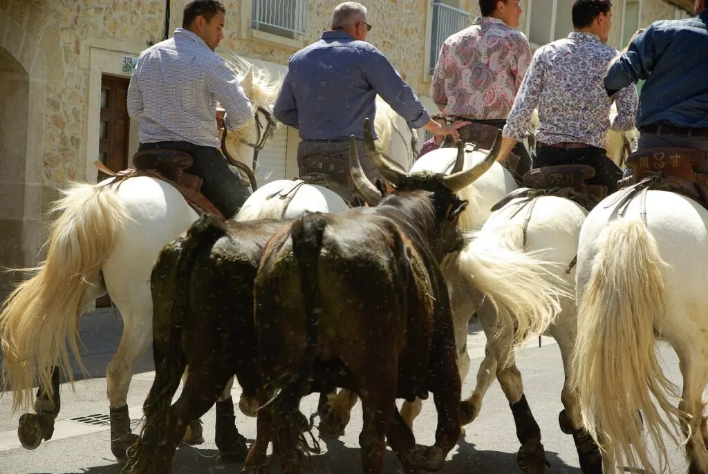 découvrez la feria, une fête traditionnelle animée par des spectacles taurins, des défilés en costumes, de la musique et des ambiances festives au cœur des villes du sud de la france.
