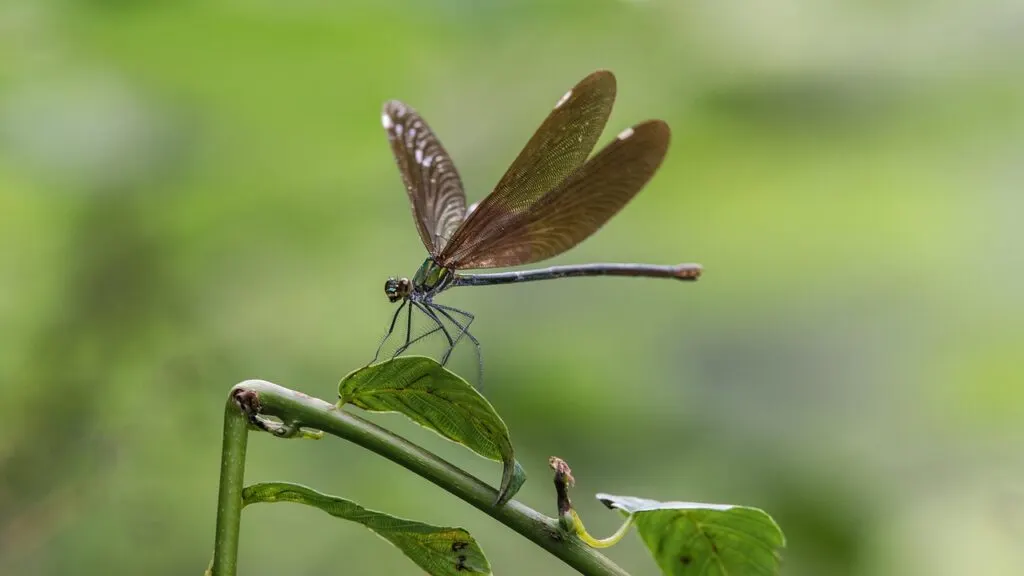 découvrez les merveilles des géoparcs, des destinations uniques alliant paysages époustouflants et patrimoine géologique exceptionnel. explorez la beauté de la nature tout en apprenant sur la terre et sa formation, idéales pour les passionnés de randonnée, de géologie et d'écotourisme.