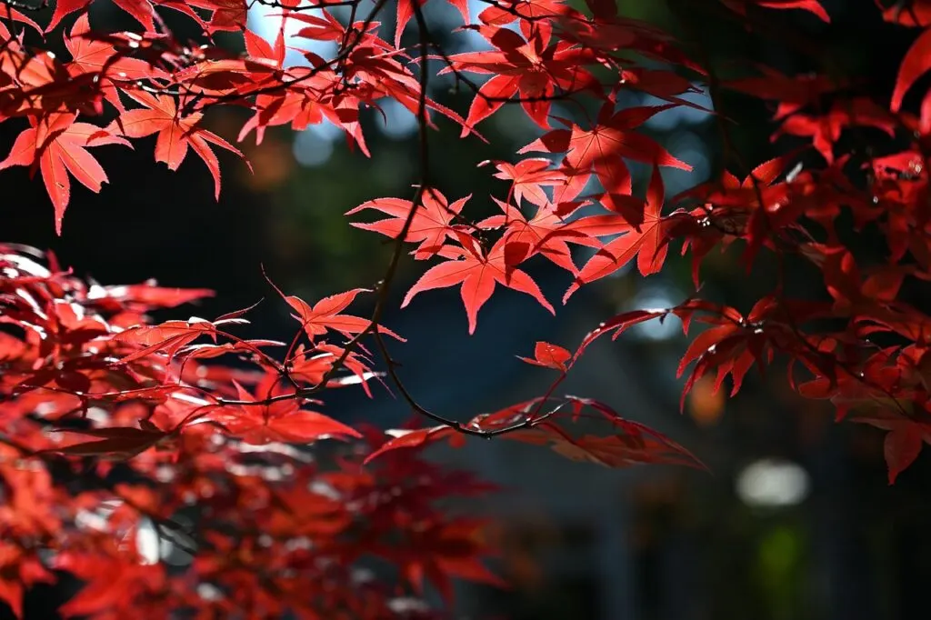 découvrez la beauté et la magie de l'automne : paysages colorés, activités saisonnières et conseils pour profiter pleinement de cette période chaleureuse et inspirante.