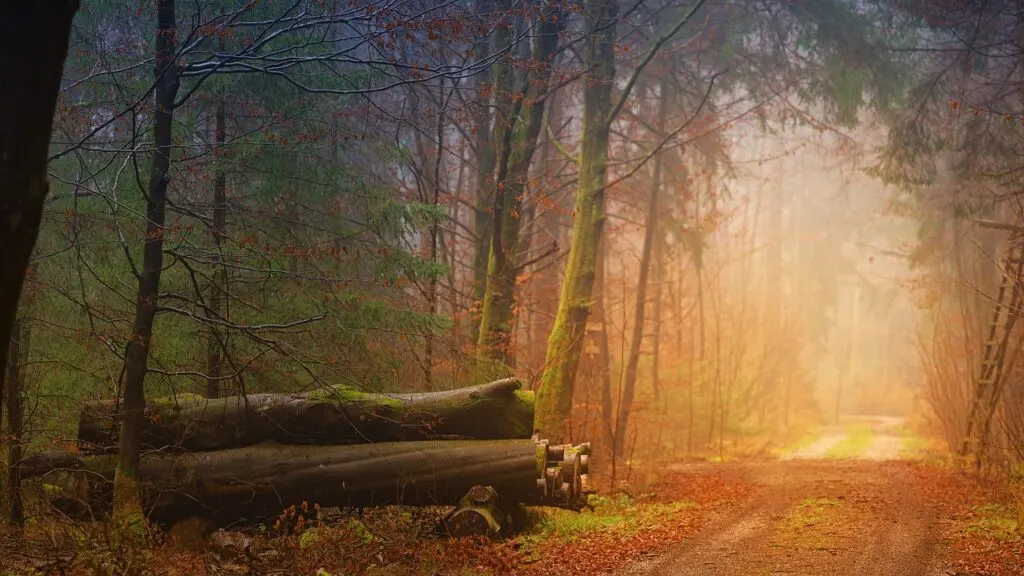 découvrez l'automne : ses couleurs chaleureuses, ses paysages enchanteurs et toutes les activités à savourer durant cette saison magique. inspirez-vous pour profiter pleinement de l'automne !