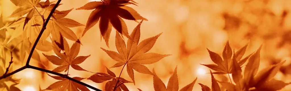 découvrez l'automne : une saison aux couleurs chatoyantes, idéale pour admirer la nature, profiter de l'air frais et savourer des moments chaleureux en famille ou entre amis.