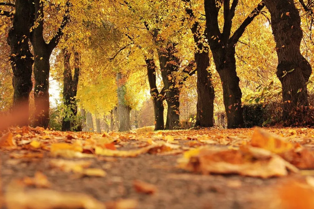 découvrez l'automne : ses couleurs chaleureuses, ses paysages enchanteurs et les activités incontournables de la saison. plongez dans l’ambiance cosy de l’automne !