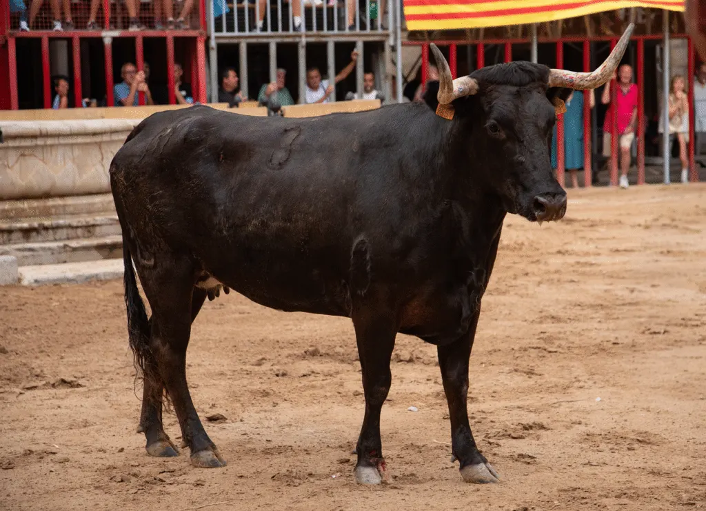 découvrez l'univers de la corrida : histoire, traditions, controverses et faits marquants autour de la tauromachie. informez-vous sur la pratique de la bullfighting à travers le monde.