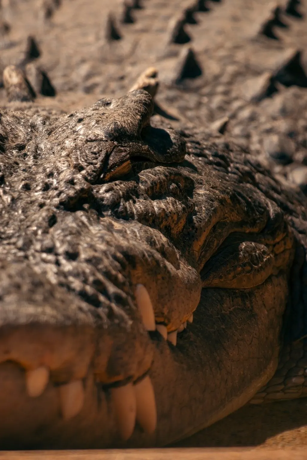 découvrez tout sur le crocodile : son habitat, son alimentation, ses caractéristiques fascinantes et son rôle dans la nature. apprenez à mieux connaître ce redoutable reptile des mers et rivières.
