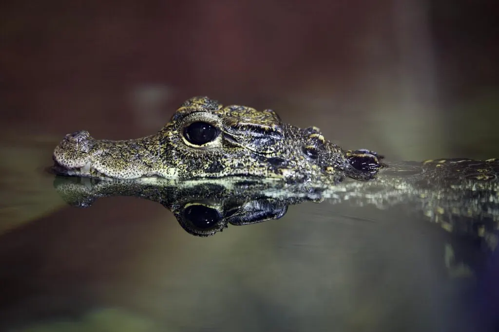 découvrez tout sur le crocodile : son habitat, son alimentation, ses caractéristiques uniques et son rôle dans l'écosystème. plongez dans l'univers fascinant de ce prédateur emblématique.