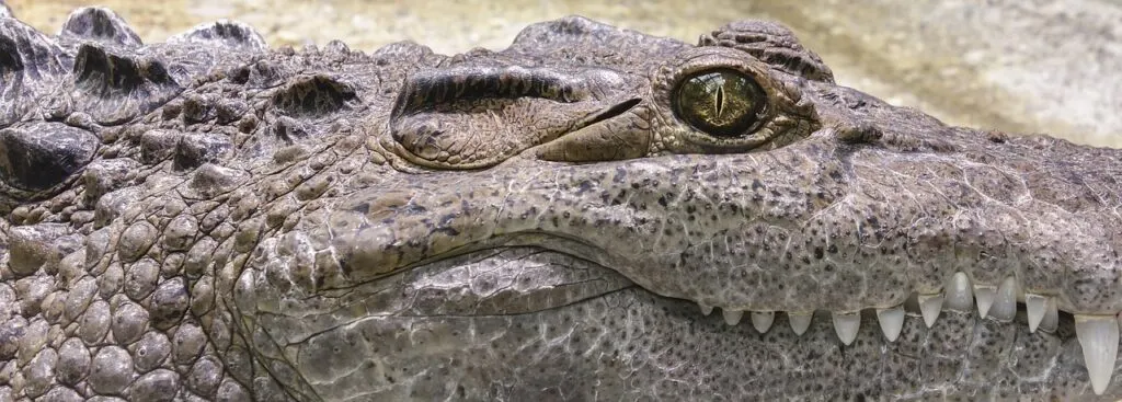 découvrez tout sur le crocodile : habitat, alimentation, comportement et faits surprenants sur ce redoutable prédateur des rivières et marécages du monde entier.