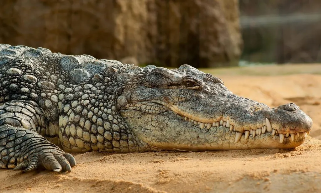 découvrez tout sur le crocodile : son habitat, son alimentation, ses caractéristiques fascinantes et son rôle dans l’écosystème. informations, curiosités et conseils pour mieux comprendre ce reptile emblématique.