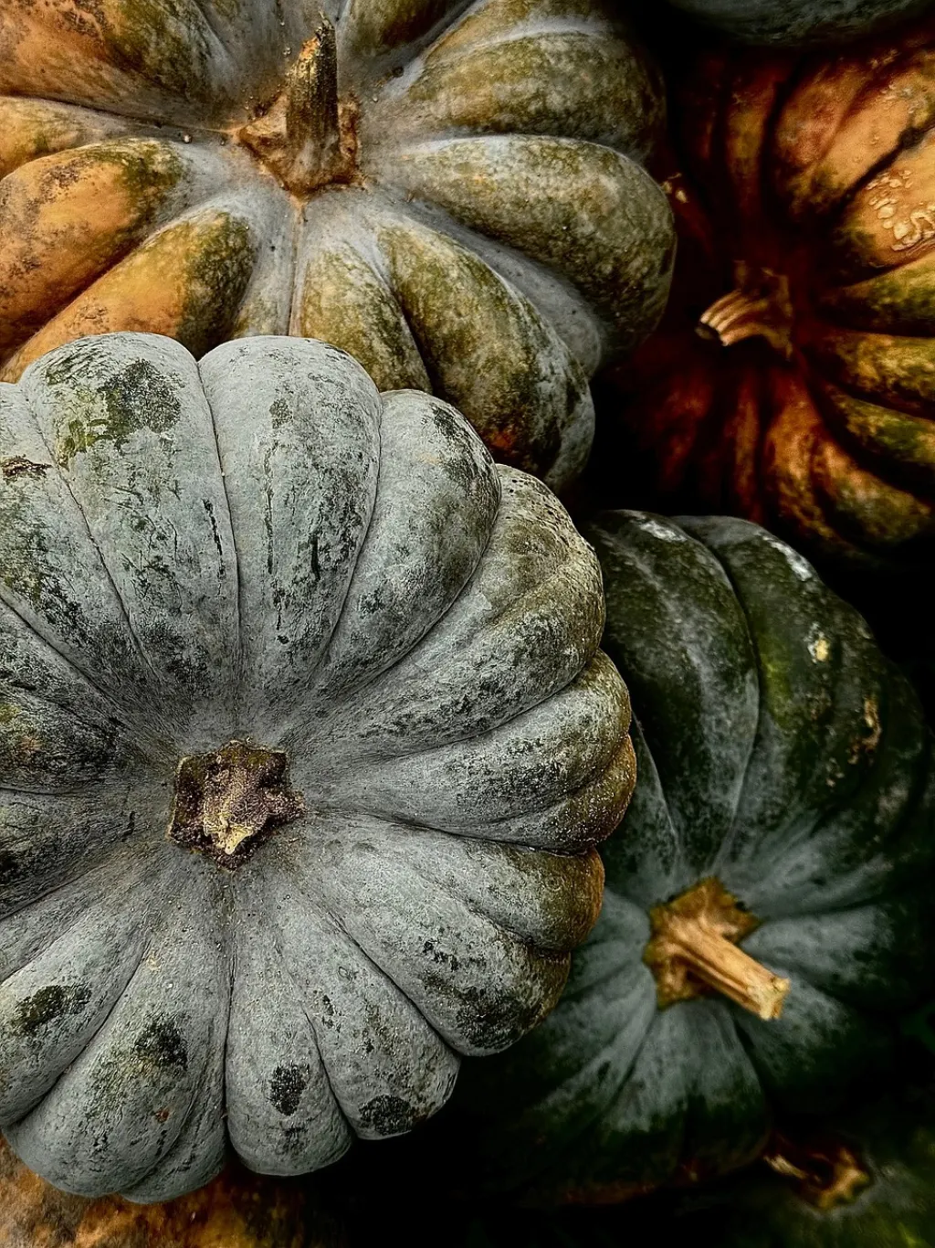 découvrez l'univers fascinant d'halloween : traditions, déguisements, idées de décoration et conseils pour une fête effrayante réussie. préparez-vous à une nuit pleine de surprises et de frissons !