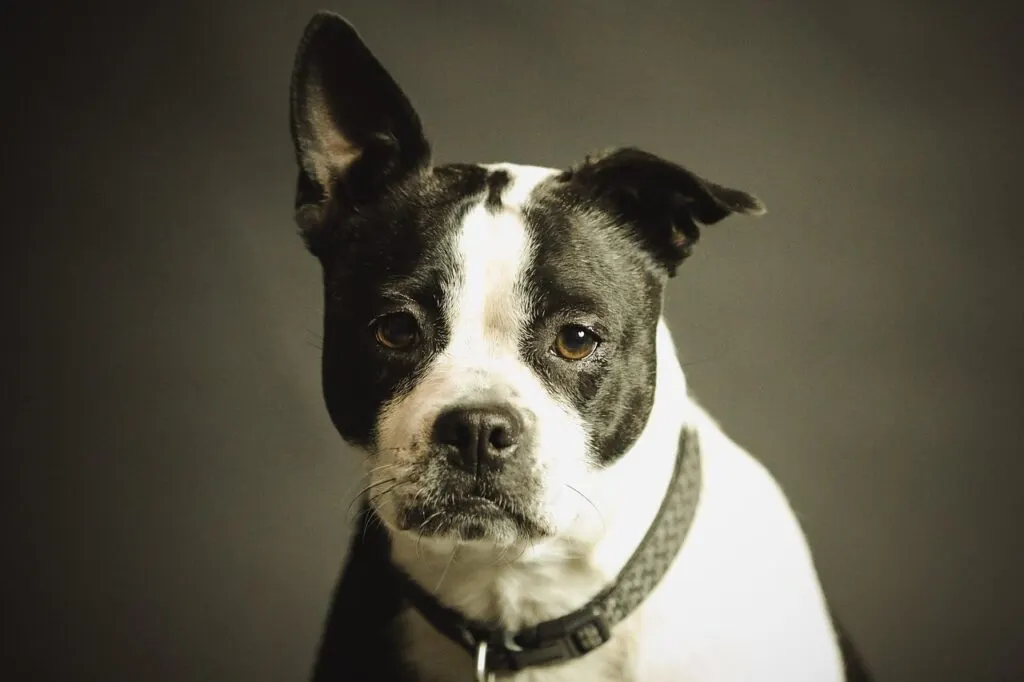 découvrez comment retrouver un chien perdu, les démarches à suivre et des conseils pratiques pour augmenter vos chances de retrouver votre animal rapidement. conseils, ressources et soutien pour propriétaires de chiens.