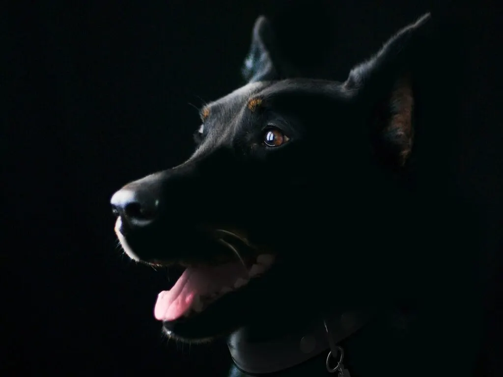 trouvez rapidement des informations sur les chiens perdus dans votre région. découvrez des conseils utiles pour retrouver votre animal de compagnie et les démarches à suivre en cas de perte de chien.