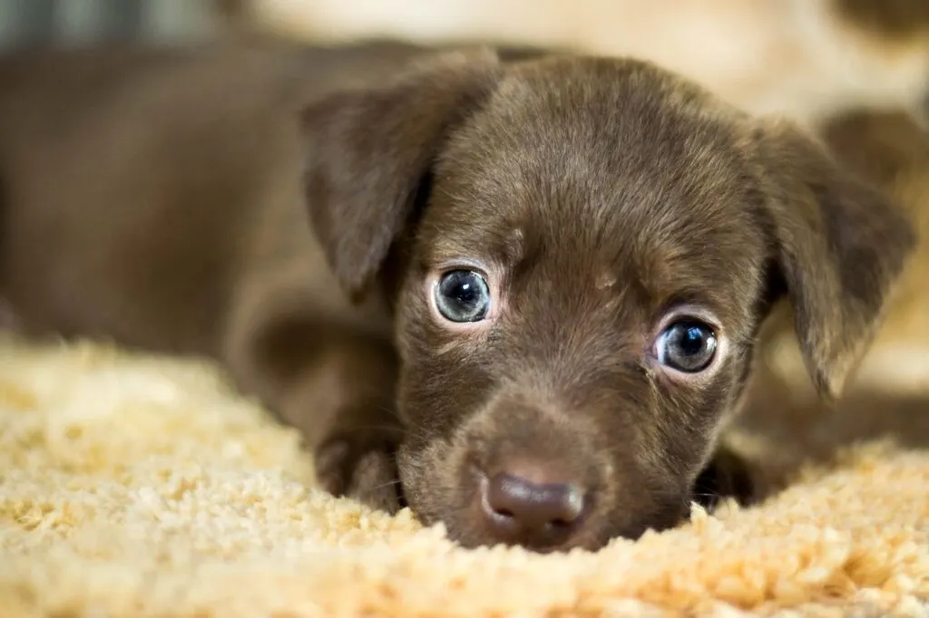 découvrez comment retrouver votre chien perdu grâce à nos conseils pratiques et ressources dédiées aux « lost dogs ». apprenez les étapes essentielles pour augmenter vos chances de retrouver rapidement votre animal de compagnie disparu.