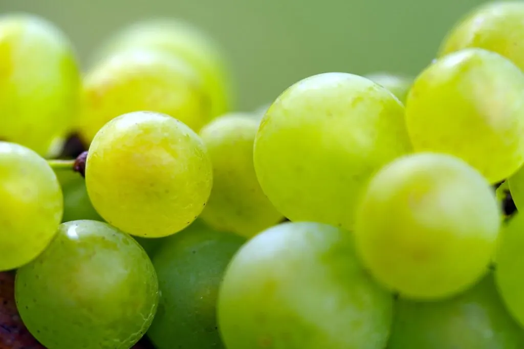 découvrez tout sur le vignoble : histoire, cépages, méthodes de culture et conseils pour bien choisir un vin issu des meilleurs terroirs viticoles.