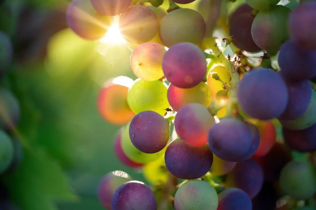 découvrez l'univers du vineyard : histoire, cépages, méthodes de culture et secrets de la vinification. explorez les plus beaux domaines viticoles en france et dans le monde.