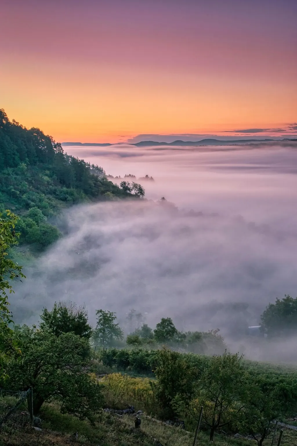 découvrez l’univers d’un vineyard : histoire, cépages, savoir-faire viticole et conseils pour visiter les plus beaux vignobles. plongez au cœur de la passion du vin !