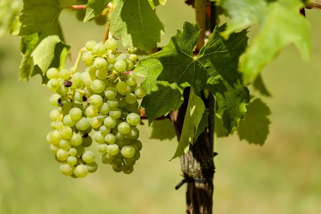 découvrez tout sur la récolte du vin : traditions, étapes clés et conseils pour profiter pleinement de la saison des vendanges, du vignoble à la dégustation.
