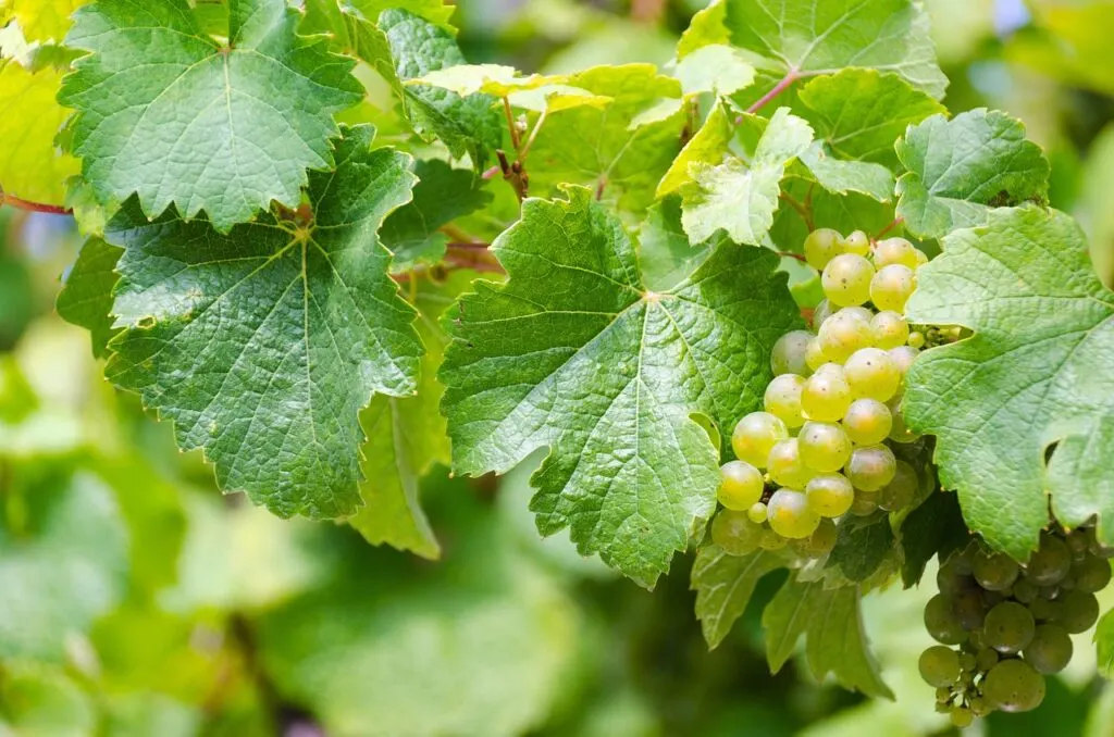 découvrez tout sur la vendange du vin : étapes, traditions et conseils pour profiter pleinement de cette période incontournable dans l’univers viticole.