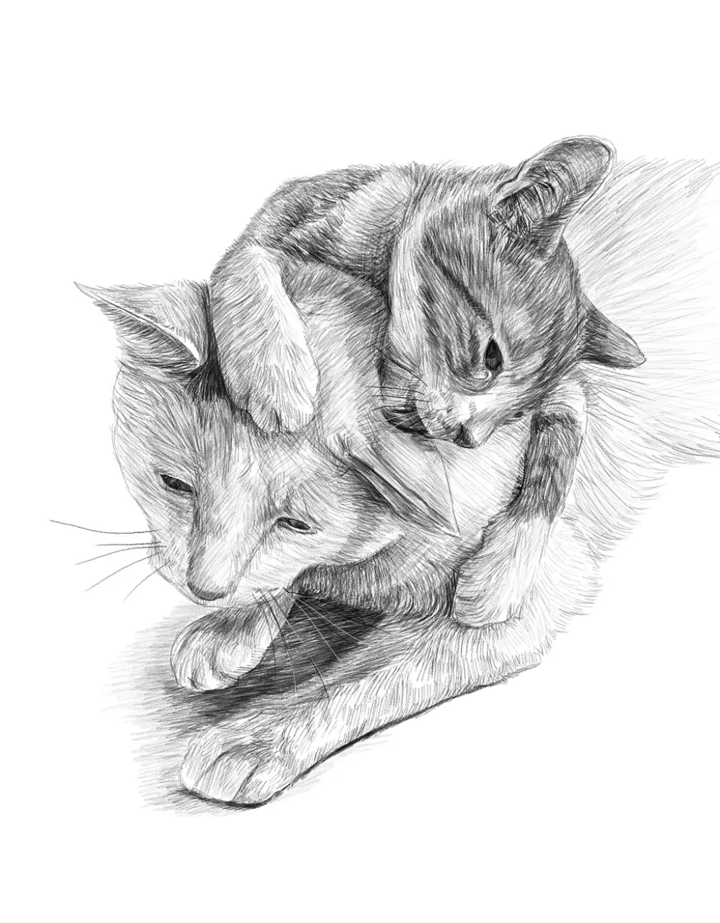 découvrez nos litières pour chats fines, absorbantes et sans poussière, pour un confort optimal et une maison propre.