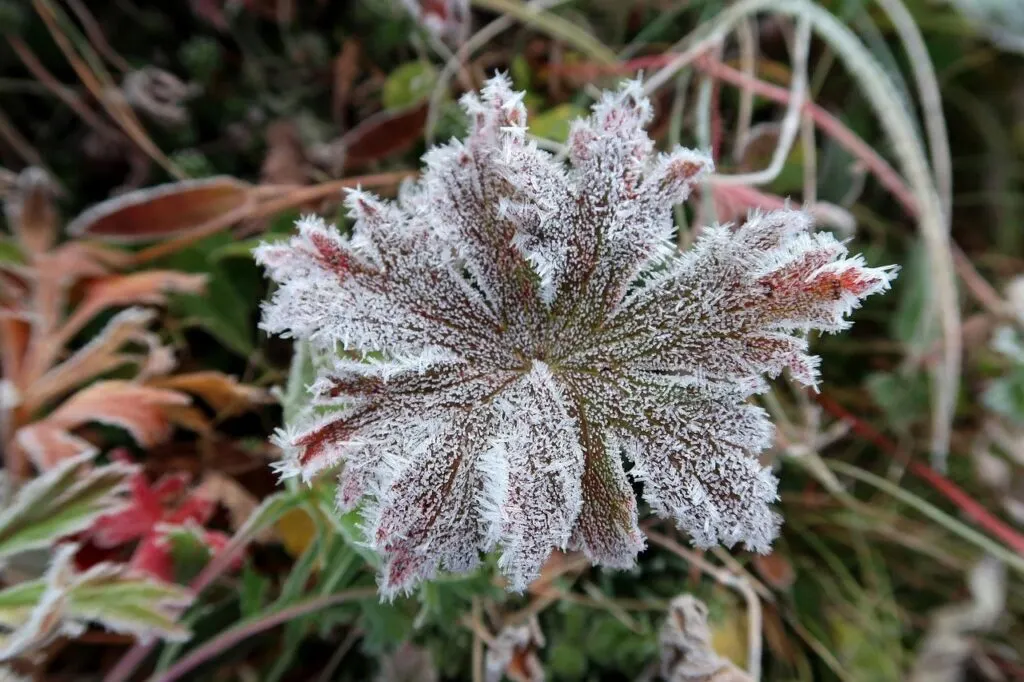 découvrez les impacts d'une première vague de froid précoce sur l'environnement, l'agriculture et la préparation hivernale dans notre analyse détaillée.