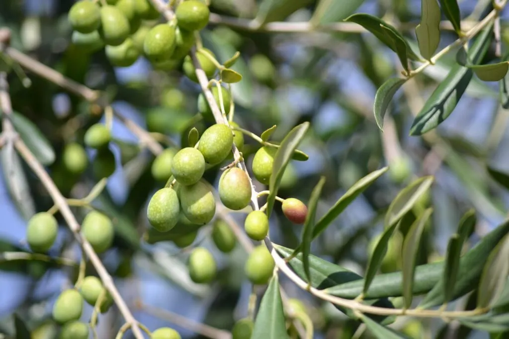 découvrez la récolte des olives, un moment clé pour garantir la qualité de l'huile d'olive traditionnelle et préserver les saveurs authentiques de nos vergers méditerranéens.