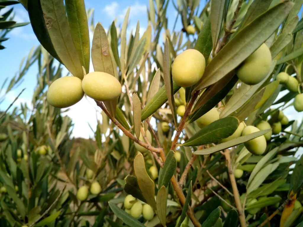découvrez la récolte des olives, un moment clé pour obtenir une huile d'olive de qualité et préserver les traditions agricoles méditerranéennes.