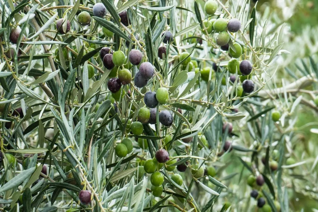 découvrez la récolte des olives : un moment clé pour obtenir une huile d'olive de qualité, entre tradition et passion.