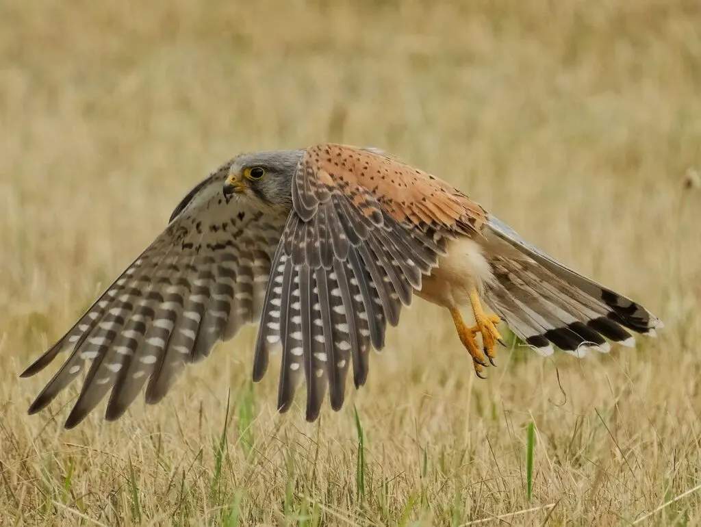 découvrez l'impact du trafic d'animaux sauvages sur la biodiversité et les efforts mondiaux pour lutter contre ce crime écologique.