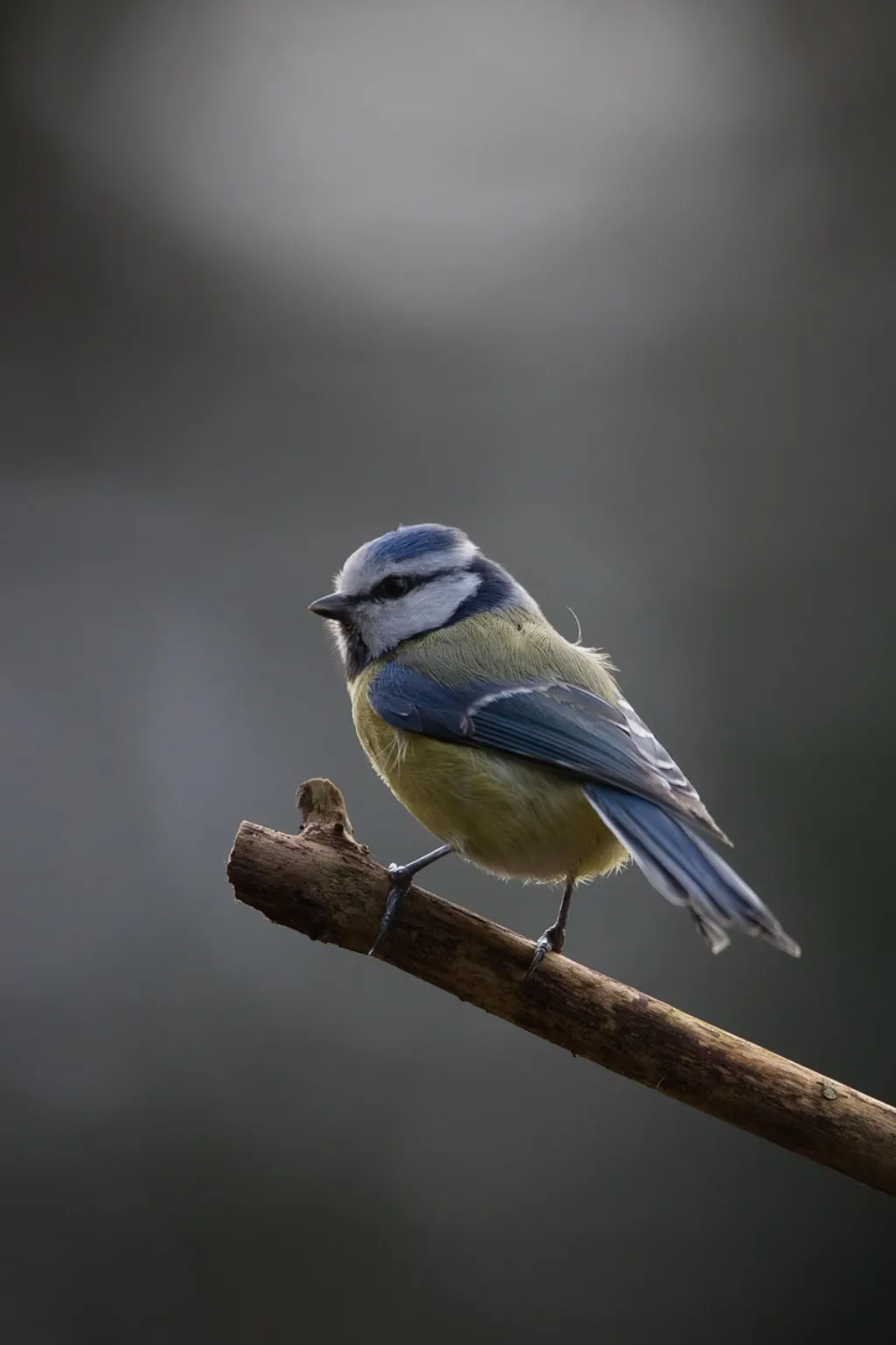découvrez les enjeux du trafic d'espèces sauvages, ses impacts sur la biodiversité et les actions pour lutter contre ce commerce illégal.