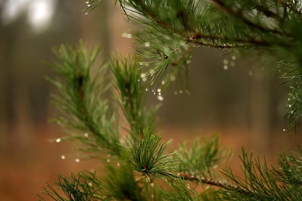 découvrez l'ambiance magique de christmas rain, une mélodie festive parfaite pour se plonger dans l'esprit de noël sous une pluie scintillante.