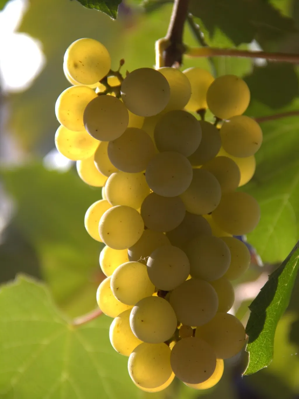 découvrez l'art de la vinification : techniques, conseils et secrets pour élaborer des vins de qualité exceptionnelle.