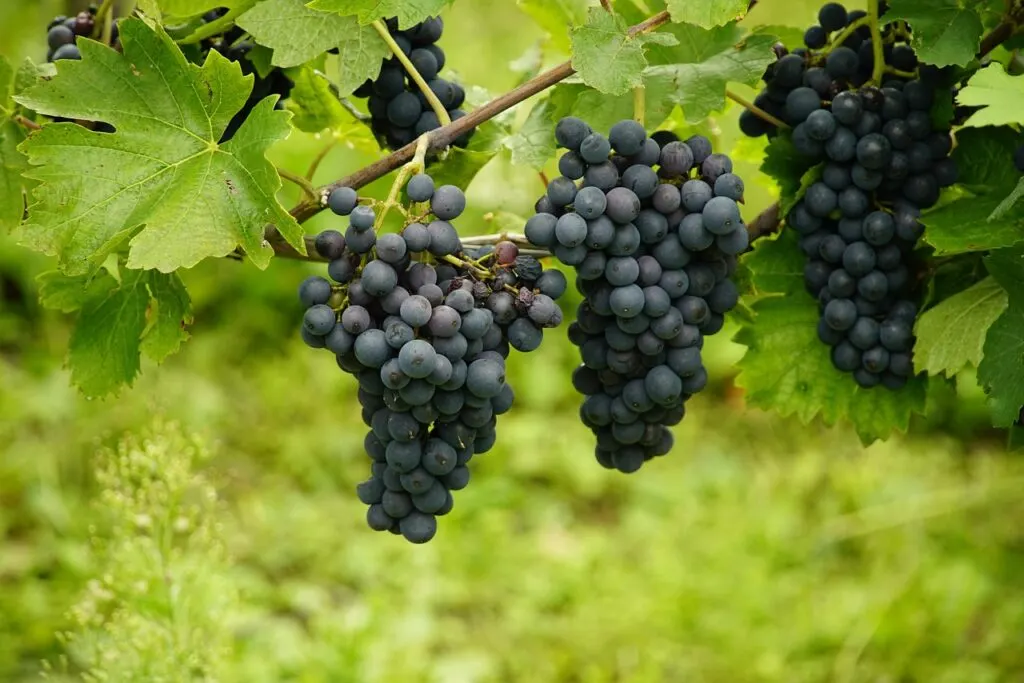 découvrez l'art de la vinification, de la récolte des raisins à la fermentation, pour créer des vins d'exception.