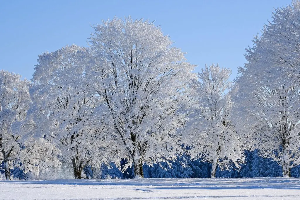 découvrez tout sur l'hiver : conseils, tendances, activités hivernales et astuces pour profiter pleinement de la saison froide.