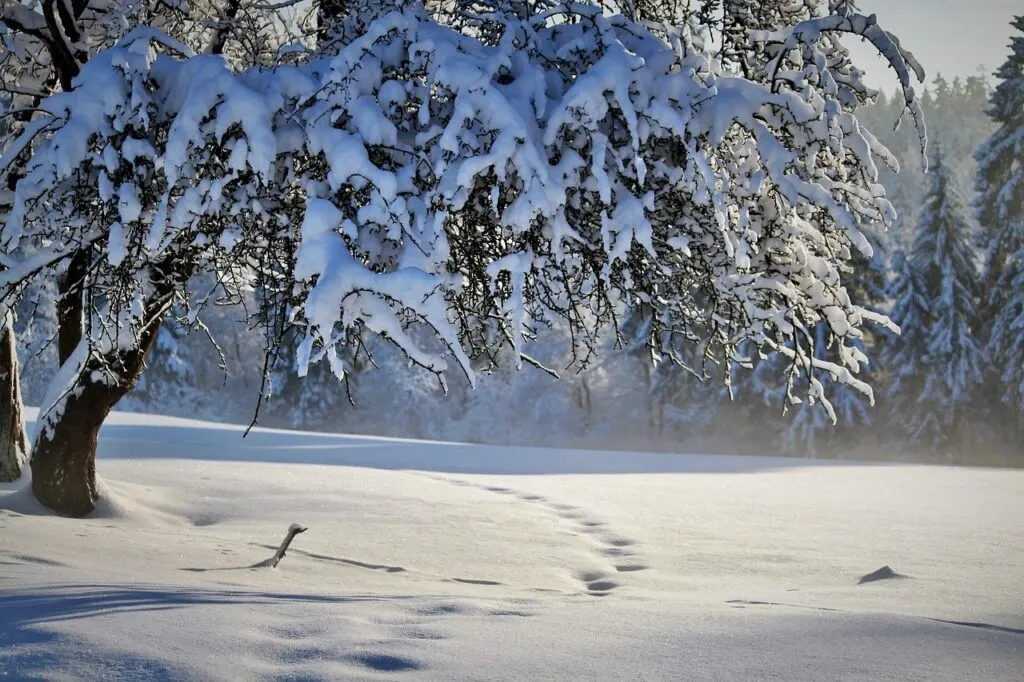 découvrez tout sur l'hiver : activités, conseils, mode et astuces pour bien préparer la saison froide et profiter pleinement des journées enneigées.