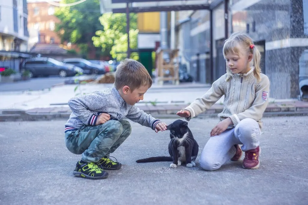 découvrez les aventures captivantes d'un chat intrépide, explorant le monde avec curiosité et courage.