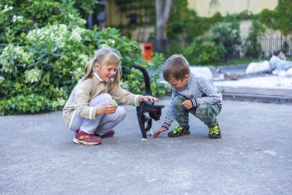 découvrez les aventures captivantes d'un chat intrépide, explorant chaque recoin avec curiosité et audace.