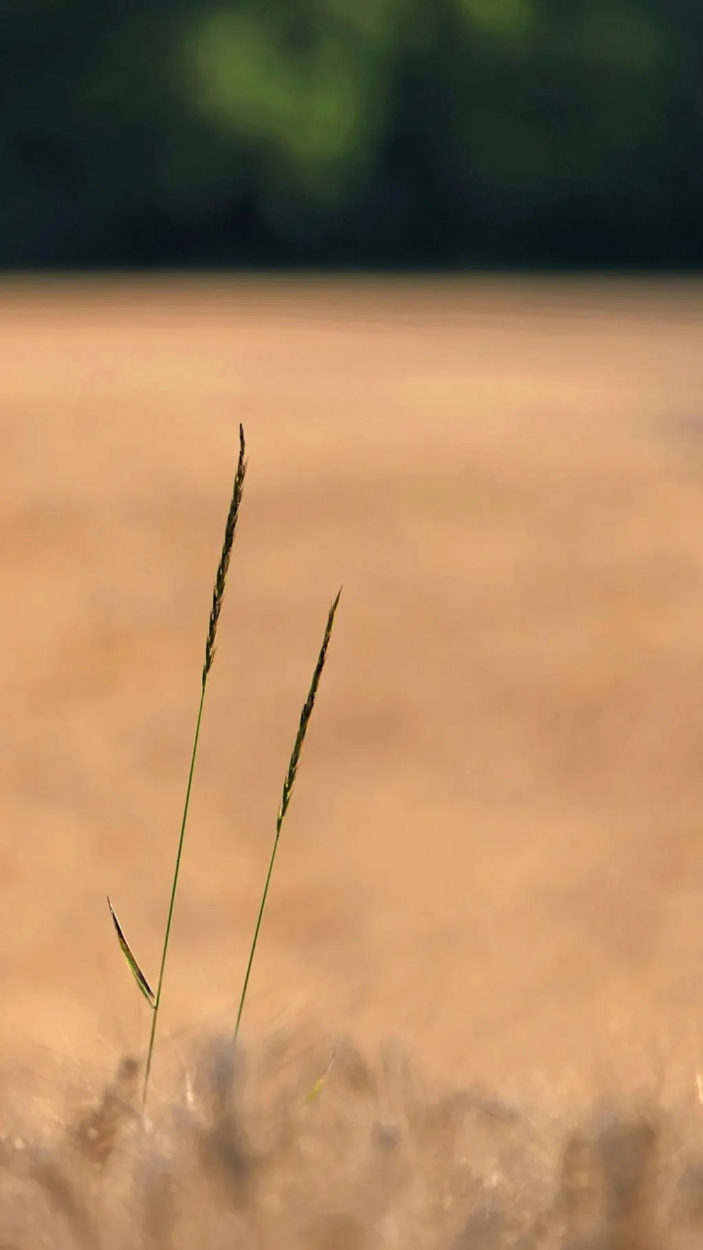découvrez les stratégies et pratiques de mobilisation agricole pour optimiser la production et soutenir le développement rural durable.