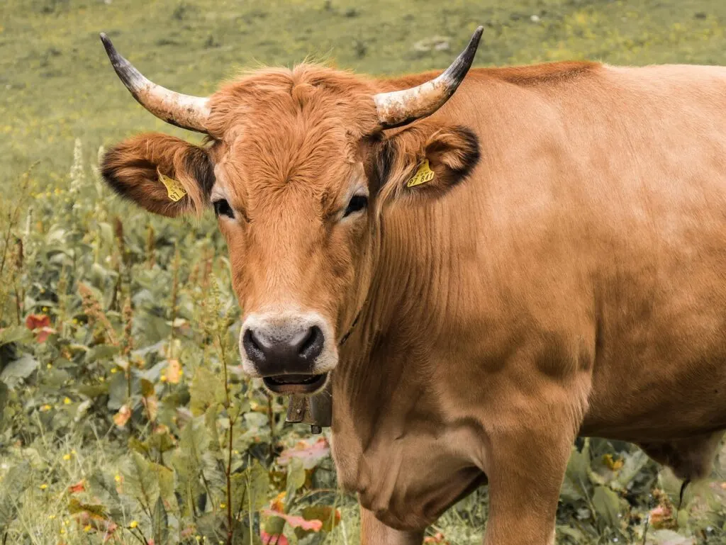 découvrez les dernières tendances et innovations en agriculture, pour une production durable et respectueuse de l'environnement.