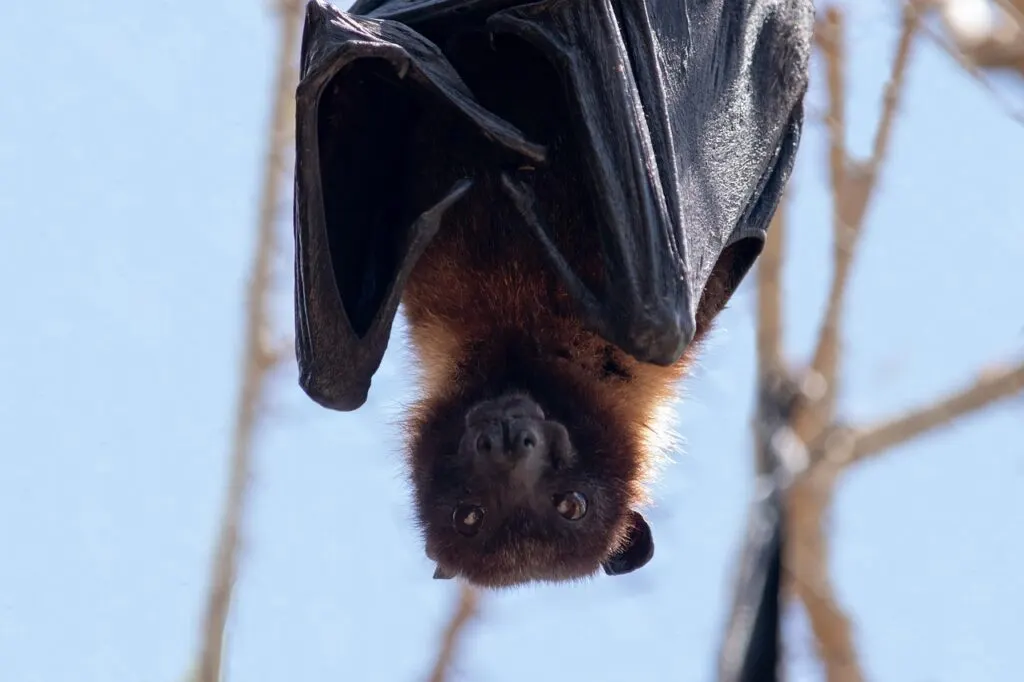 découvrez tout sur les chauves-souris : leur habitat, leur alimentation, et leur rôle essentiel dans l'écosystème.