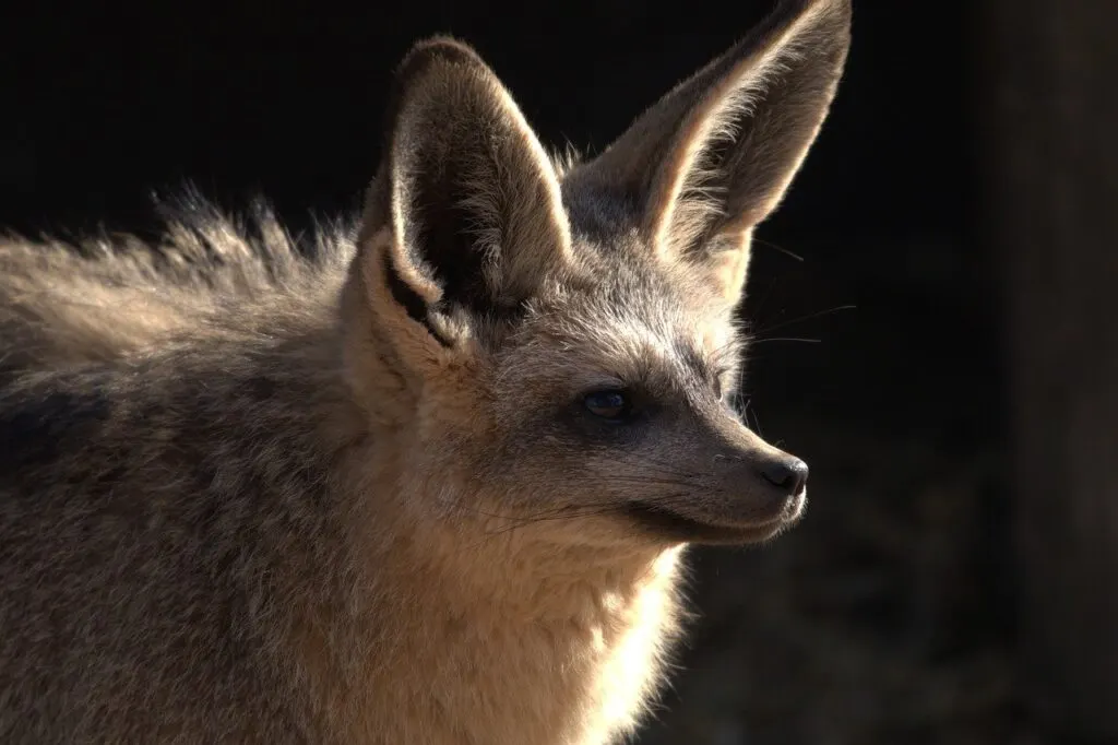 découvrez tout sur les chauves-souris : leur habitat, comportement, et rôle essentiel dans l'écosystème. informations fascinantes et conseils pour les observer en toute sécurité.