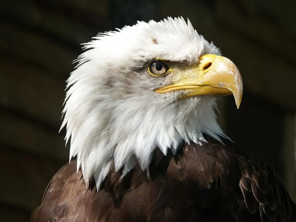 découvrez les initiatives et efforts de conservation dédiés à l'aigle de bonelli pour préserver cette espèce majestueuse et son habitat naturel.