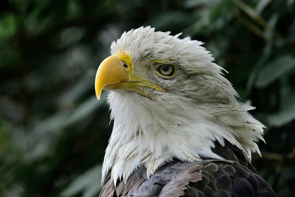 découvrez les efforts de conservation de l'aigle de bonelli, une espèce majestueuse menacée, et comment protéger son habitat naturel pour assurer sa survie.