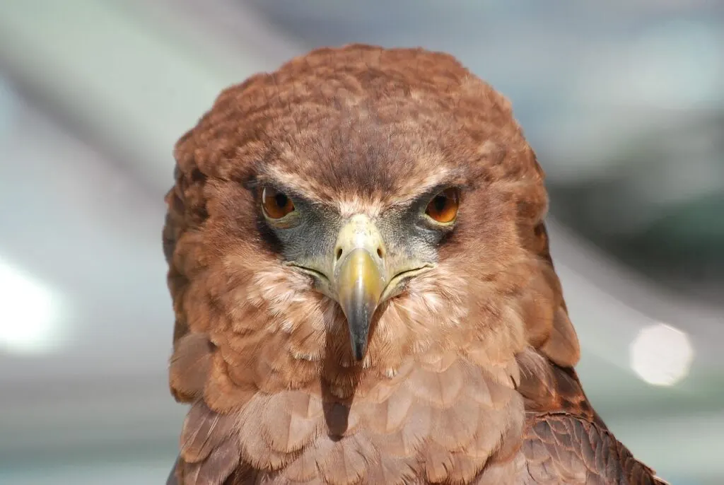 découvrez les efforts de conservation de l'aigle de bonelli pour protéger cette espèce majestueuse et préserver la biodiversité.