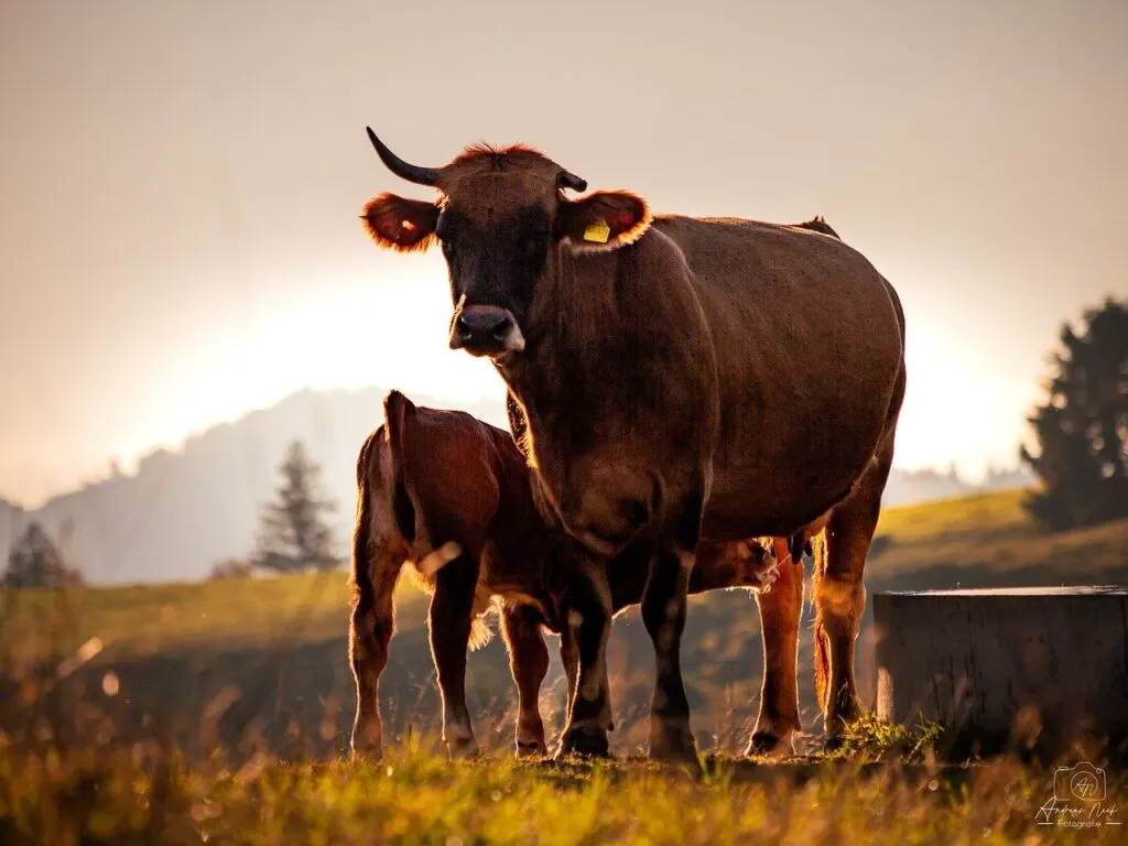 découvrez notre vaccin contre la dermatite nodulaire bovine, une solution efficace pour protéger votre bétail et améliorer la santé de vos élevages.