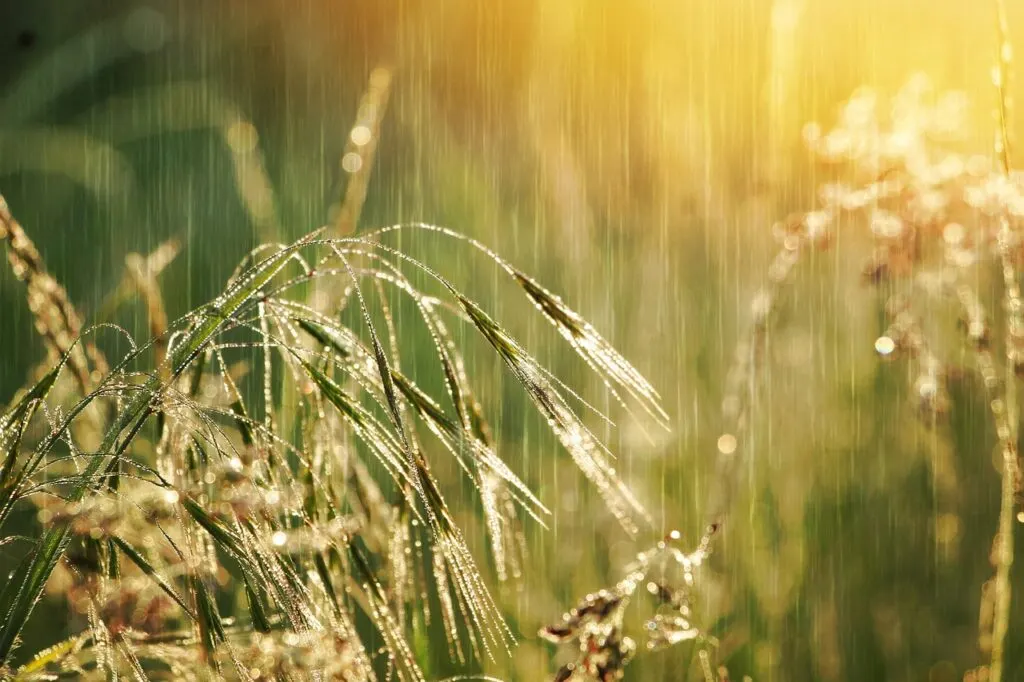 découvrez les impacts d'une pluie exceptionnelle : causes, conséquences et conseils pour bien se préparer aux intempéries inhabituelles.