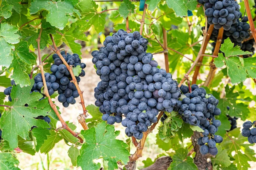 découvrez notre sélection de vins biologiques, issus de raisins cultivés sans pesticides ni produits chimiques, pour une dégustation saine et respectueuse de l'environnement.
