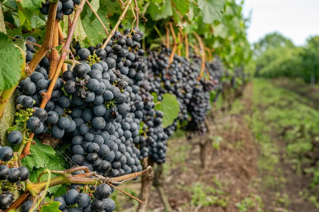 découvrez notre sélection de vins bio, élaborés à partir de raisins cultivés sans pesticides ni produits chimiques, pour une dégustation naturelle et respectueuse de l'environnement.