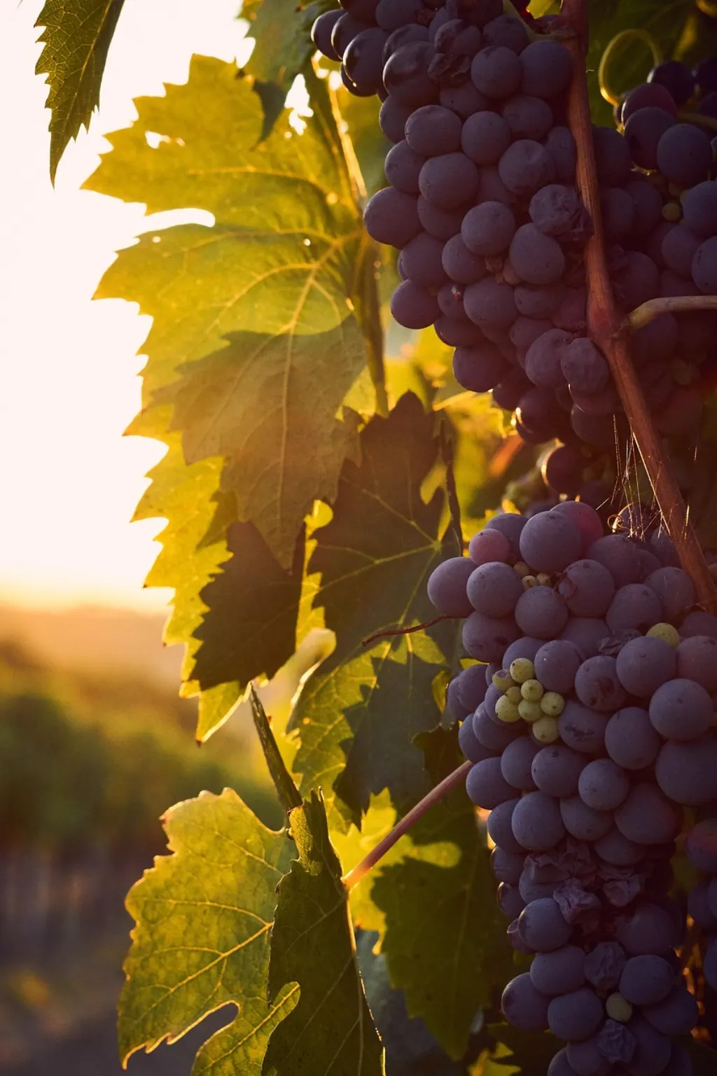 découvrez notre sélection de vins biologiques, issus de vignobles respectueux de l'environnement pour une expérience authentique et saine.