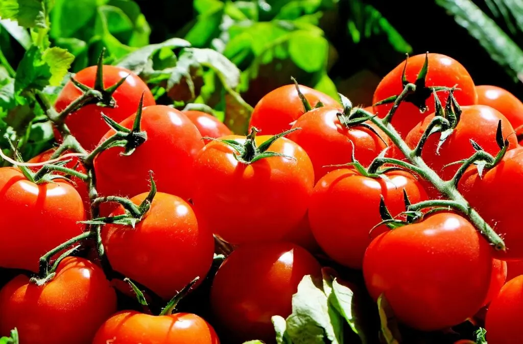 découvrez le rôle essentiel des maraîchers dans la production locale de fruits et légumes frais, favorisant une agriculture durable et de qualité.