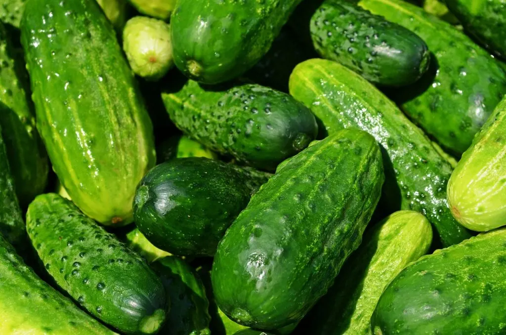 découvrez l'univers des maraîchers : des professionnels passionnés cultivant fruits et légumes pour une alimentation locale et durable.